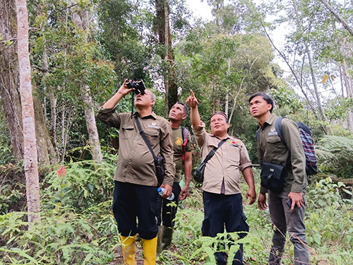 Orangutan Monitoring in Batu Satail Village (April 30, 2024)